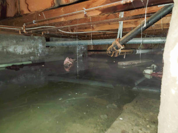 Best Professional water damage repair  in Pearl River, MS